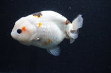 Milk Cow Ranchu  Calico 4.5 Inch (ID#415R10a-92) Free2Day SHIPPING