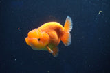 Juvenile Lionchu  Red White 3 Inch (ID#1018R11b-34) Free2Day SHIPPING