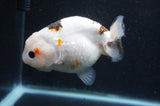 Milk Cow Ranchu  Calico 4.5 Inch (ID#415R10a-92) Free2Day SHIPPING