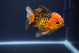 Short Body Thai Oranda  Tiger Calico 3.5 Inch (ID#1112To14b-63) Free2Day SHIPPING