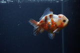 Yuan Bao Oranda  Calico 4 Inch (ID#0103Yb10b-71) Free2Day SHIPPING