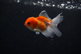 Baby Thai Oranda  Sakura 2.5 Inch (ID#224TPTA-87) Free2Day SHIPPING