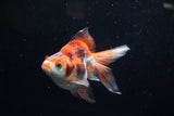 Ryukin Long Tail Red White 5 Inch (ID#1220Ry7b-6) Free2Day SHIPPING