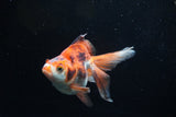 Ryukin Long Tail Red White 5 Inch (ID#1220Ry7b-6) Free2Day SHIPPING