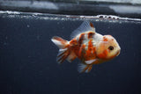 Yuan Bao Oranda  Calico 4 Inch (ID#0103Yb10b-71) Free2Day SHIPPING