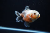 Yuan Bao Oranda  Calico 4 Inch (ID#307Yb10b-52) Free2Day SHIPPING