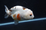 Milk Cow Ranchu  Calico 4.5 Inch (ID#415R10a-92) Free2Day SHIPPING