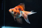 Ryukin Long Tail Red White 5 Inch (ID#1220Ry7b-6) Free2Day SHIPPING