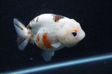 Milk Cow Ranchu  Calico 4.5 Inch (ID#415R10a-92) Free2Day SHIPPING