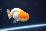 Juvenile Lionchu  Red White 3 Inch (ID#1018R11b-35) Free2Day SHIPPING