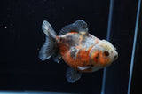 Yuan Bao Oranda  Calico 4 Inch (ID#307Yb10b-52) Free2Day SHIPPING