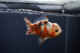 Yuan Bao Oranda  Calico 4 Inch (ID#0103Yb10b-71) Free2Day SHIPPING