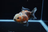 Yuan Bao Oranda  Calico 4 Inch (ID#307Yb10b-52) Free2Day SHIPPING