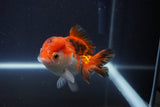 Short Body Thai Oranda  Tricolor 3.5 Inch (ID#1112To14b-64) Free2Day SHIPPING