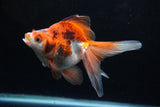 Ryukin Long Tail Red White 5 Inch (ID#1220Ry7b-6) Free2Day SHIPPING