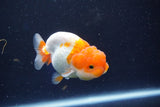 Juvenile Lionchu  Red White 3 Inch (ID#1018R11b-35) Free2Day SHIPPING