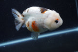 Milk Cow Ranchu  Calico 4.5 Inch (ID#415R10a-92) Free2Day SHIPPING