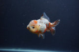 Yuan Bao Oranda  Calico 4 Inch (ID#0103Yb10b-71) Free2Day SHIPPING