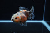 Yuan Bao Oranda  Calico 4 Inch (ID#307Yb10b-52) Free2Day SHIPPING