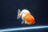 Juvenile Lionchu  Red White 3 Inch (ID#1018R11b-35) Free2Day SHIPPING