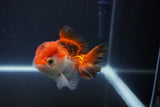 Short Body Thai Oranda  Tricolor 3.5 Inch (ID#1112To14b-64) Free2Day SHIPPING