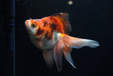 Ryukin Long Tail Red White 5 Inch (ID#1220Ry7b-6) Free2Day SHIPPING