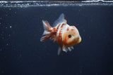 Yuan Bao Oranda  Calico 4 Inch (ID#0103Yb10b-71) Free2Day SHIPPING