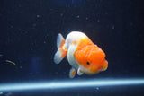 Juvenile Lionchu  Red White 3 Inch (ID#1018R11b-35) Free2Day SHIPPING