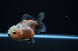 Yuan Bao Oranda  Calico 4 Inch (ID#307Yb10b-52) Free2Day SHIPPING
