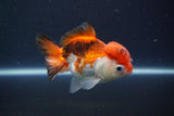 Short Body Thai Oranda  Tricolor 3.5 Inch (ID#1112To14b-64) Free2Day SHIPPING