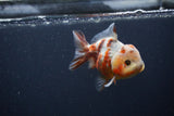 Yuan Bao Oranda  Calico 4 Inch (ID#0103Yb10b-71) Free2Day SHIPPING