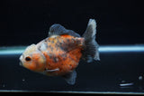 Yuan Bao Oranda  Calico 4 Inch (ID#307Yb10b-52) Free2Day SHIPPING