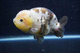 Milk Cow Ranchu  Calico 4.5 Inch (ID#415R10a-93) Free2Day SHIPPING