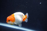 Juvenile Lionchu  Red White 3 Inch (ID#1018R11b-35) Free2Day SHIPPING