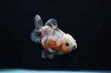 Yuan Bao Oranda  Calico 4 Inch (ID#307Yb10b-52) Free2Day SHIPPING