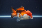 Short Body Thai Oranda  Tricolor 3.5 Inch (ID#1112To14b-64) Free2Day SHIPPING