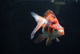 Ryukin Long Tail Red White 5 Inch (ID#1220Ry7b-6) Free2Day SHIPPING