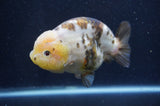 Milk Cow Ranchu  Calico 4.5 Inch (ID#415R10a-93) Free2Day SHIPPING