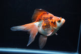 Ryukin Long Tail Red White 5 Inch (ID#1220Ry7b-6) Free2Day SHIPPING