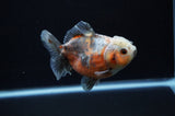 Yuan Bao Oranda  Calico 4 Inch (ID#307Yb10b-52) Free2Day SHIPPING