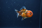 Yuan Bao Oranda  Calico 3.5 Inch (ID#0103Yb10b-72) Free2Day SHIPPING