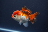 Short Body Thai Oranda  Tricolor 3.5 Inch (ID#1112To14b-64) Free2Day SHIPPING