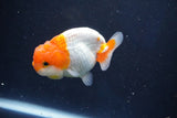 Juvenile Lionchu  Red White 3 Inch (ID#1018R11b-35) Free2Day SHIPPING