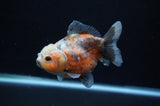 Yuan Bao Oranda  Calico 4 Inch (ID#307Yb10b-52) Free2Day SHIPPING