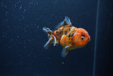 Yuan Bao Oranda  Calico 3.5 Inch (ID#0103Yb10b-72) Free2Day SHIPPING