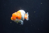 Juvenile Lionchu  Red White 3 Inch (ID#1018R11b-35) Free2Day SHIPPING