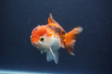 Short Body Thai Oranda  Tricolor 3.5 Inch (ID#1112To14b-64) Free2Day SHIPPING