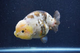 Milk Cow Ranchu  Calico 4.5 Inch (ID#415R10a-93) Free2Day SHIPPING