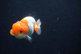 Juvenile Lionchu  Red White 3 Inch (ID#1018R11b-35) Free2Day SHIPPING