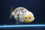 Milk Cow Ranchu  Calico 4.5 Inch (ID#415R10a-93) Free2Day SHIPPING